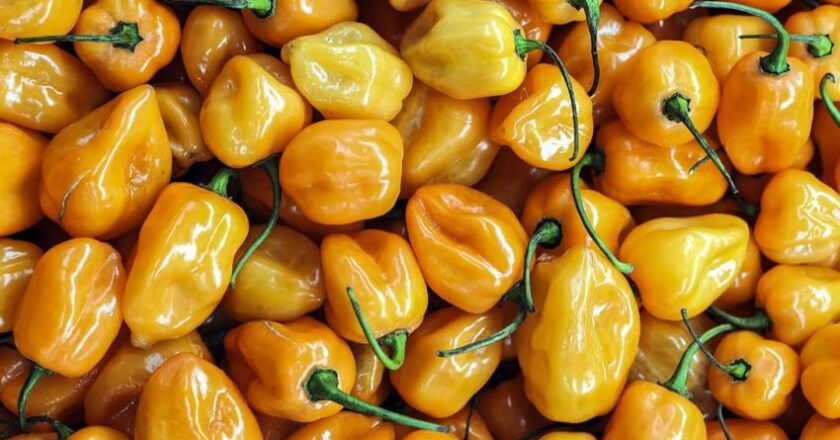 El Habanero amarillo es elegido el rey de los chiles